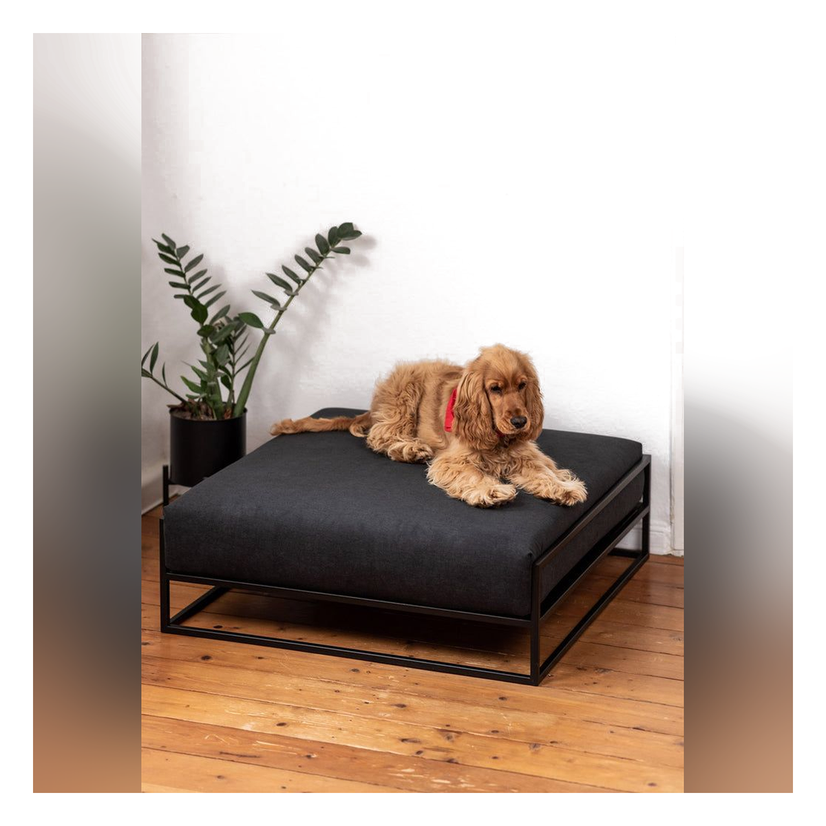 Noir – Cama Elevada Negra para Perros